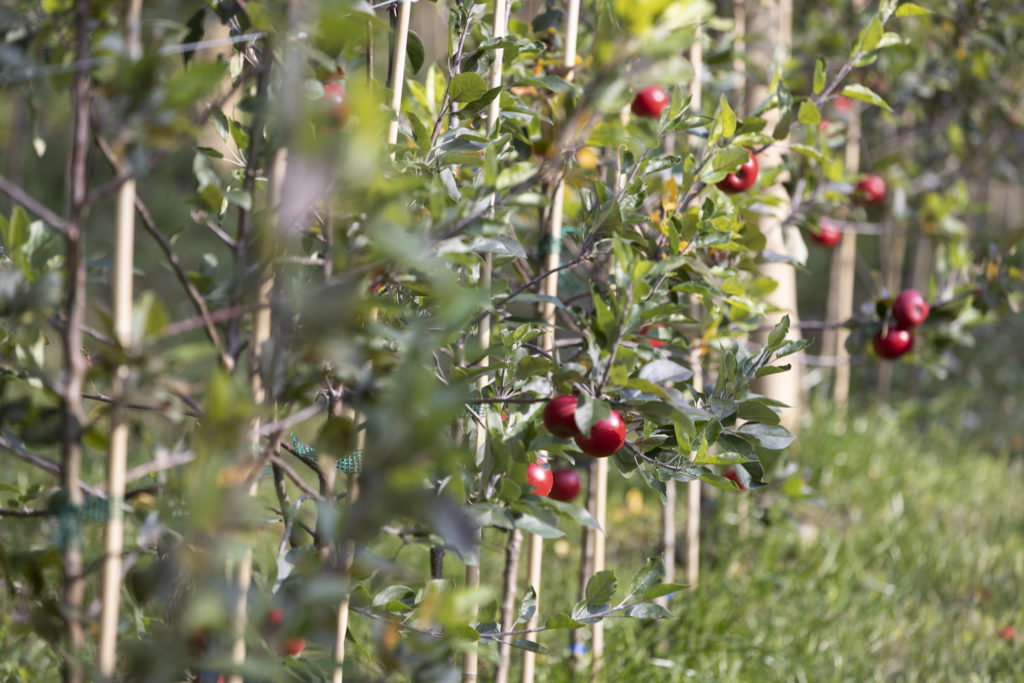 Braattan Gaard orchard and Speilsalen kitchen garden