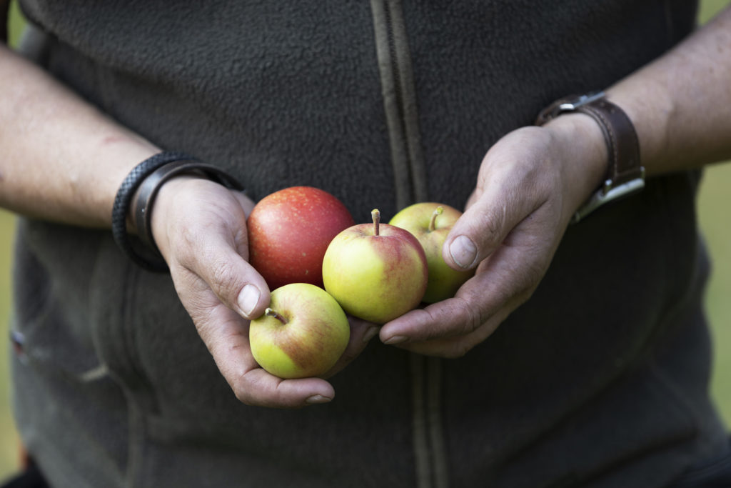 Braattan Gaard orchard and Speilsalen kitchen garden