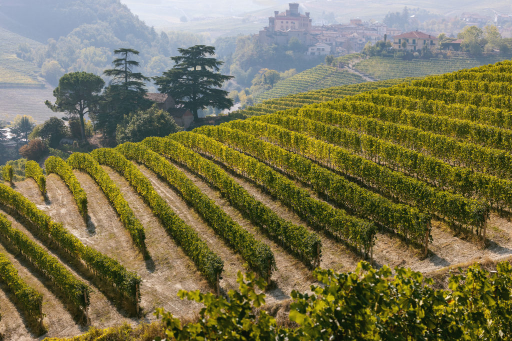 Borgogno vineyard Alba Piemonte, Italy
