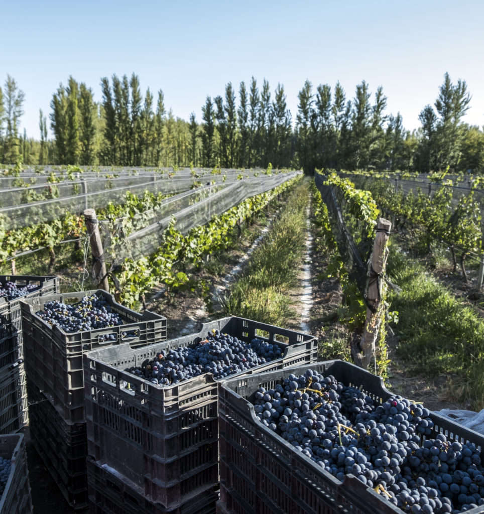 Speilsalen x Bodegas Chacra